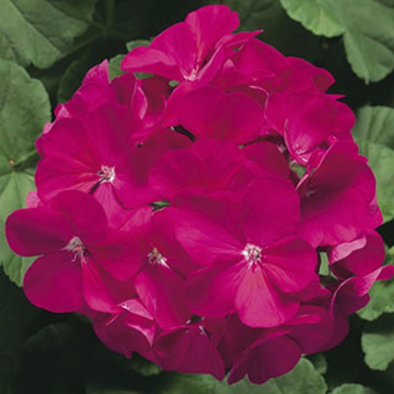 Geranium Ringo Geranium Ringo Violet Flower Punnet