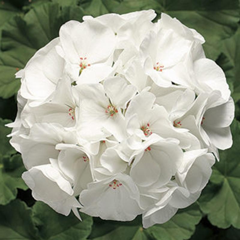 Geranium Ringo White Flower Punnet