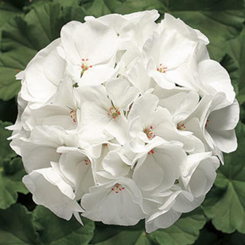 Geranium Ringo Geranium Ringo White Flower Punnet