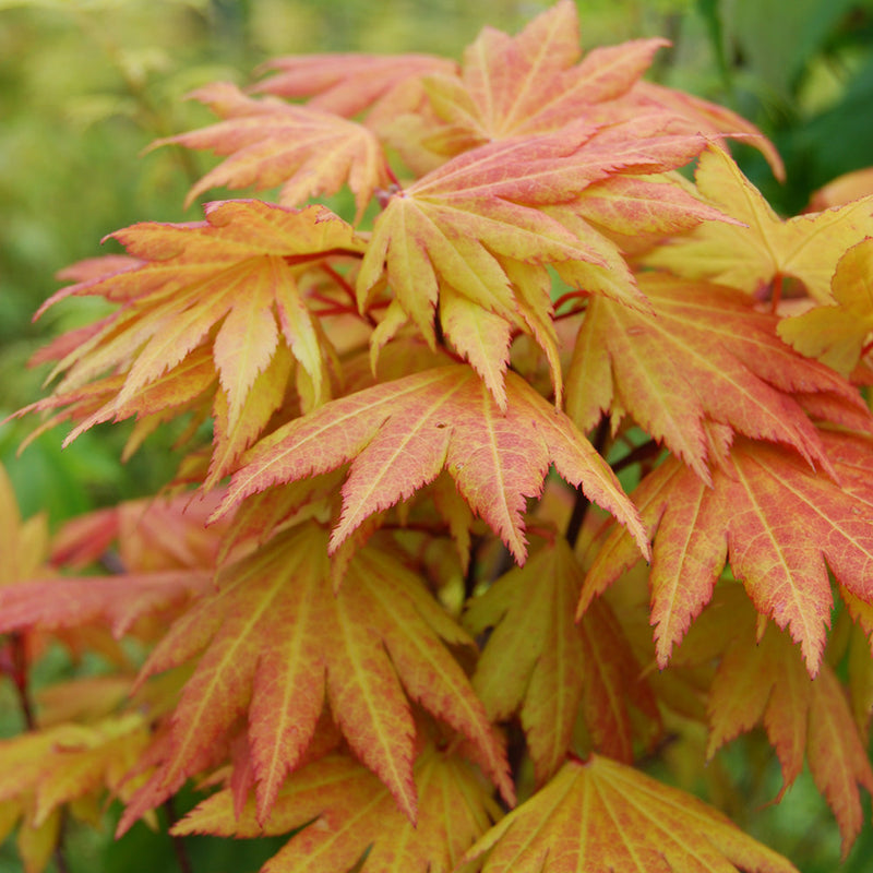 Acer Autumn Moon