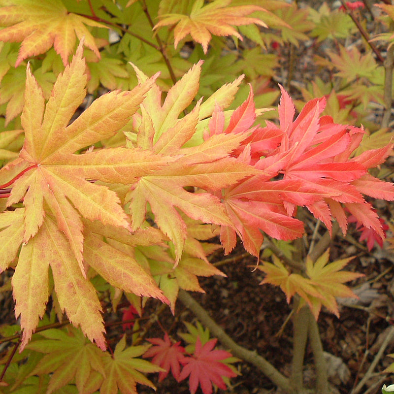 Acer Autumn Moon