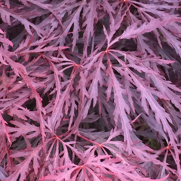 Acer Palmatum Dissectum Crimson Queen