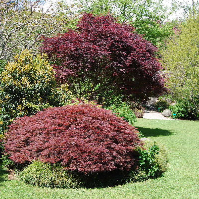 Acer Palmatum Dissectum Crimson Queen