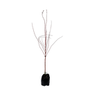 Acer Palmatum Senkaki