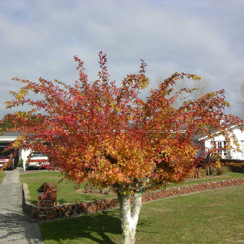 Acer Palmatum Senkaki