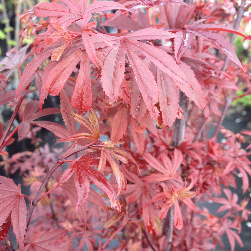 Acer Palmatum Shaina