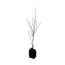 Acer Palmatum Shaina