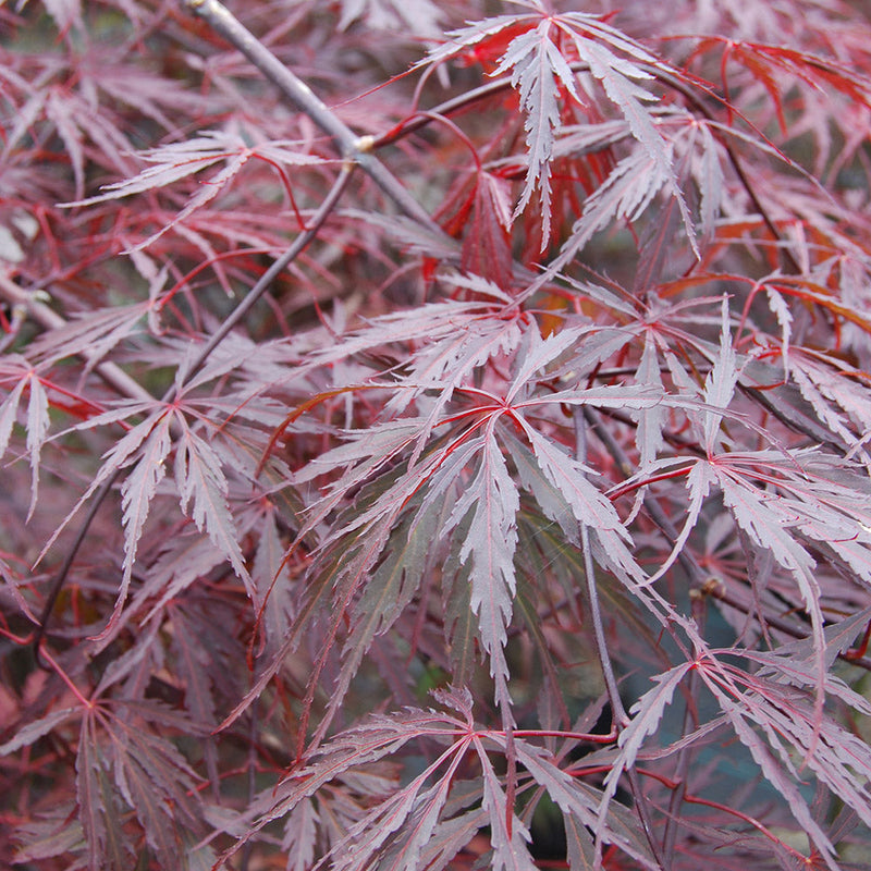 Acer Palmatum Tamukeyama