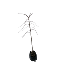 Acer Palmatum Tamukeyama