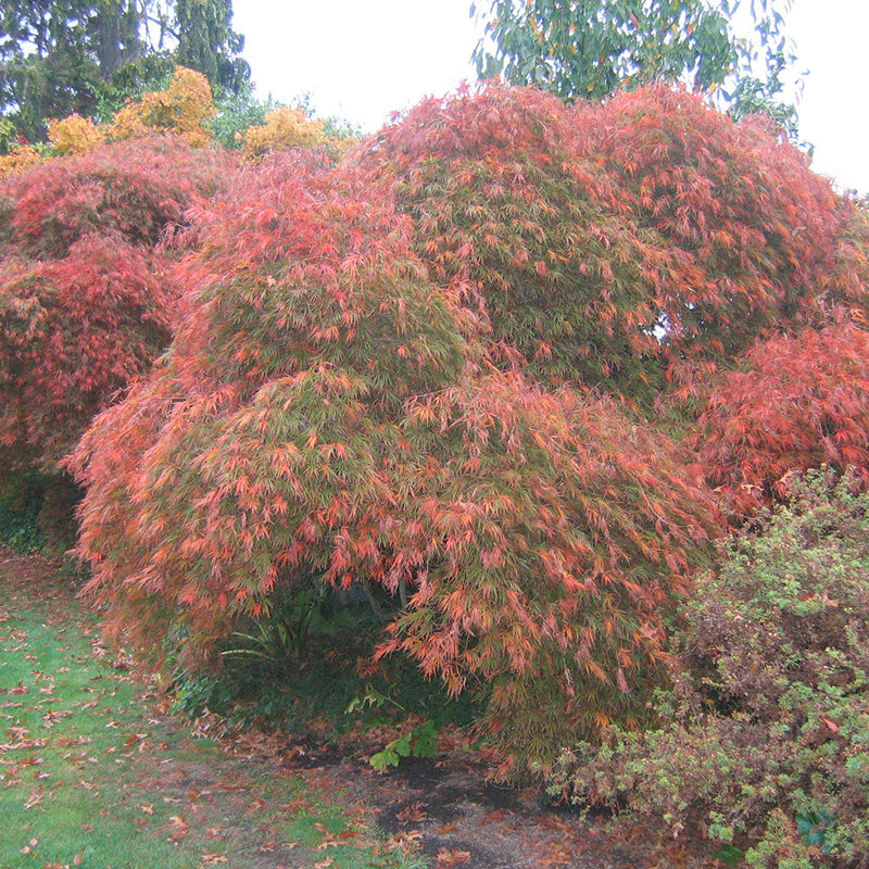 Acer Palmatum Dissectum Viridis