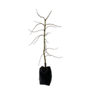 Acer Palmatum Dissectum Viridis