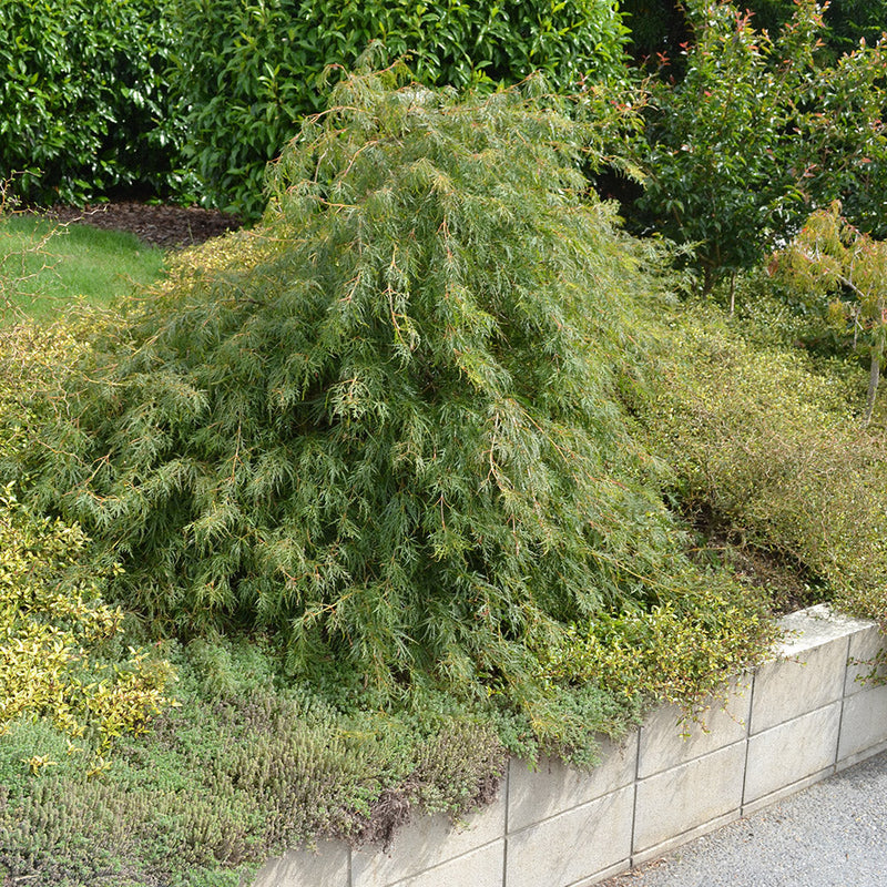 Acer Palmatum Dissectum Viridis