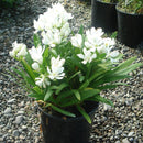 Agapanthus Agapetite - 1.3L