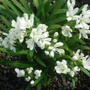 Agapanthus Agapetite - 1.3L