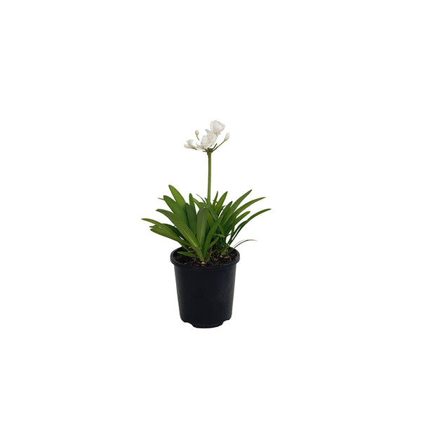 Agapanthus Agapetite - 1.3L