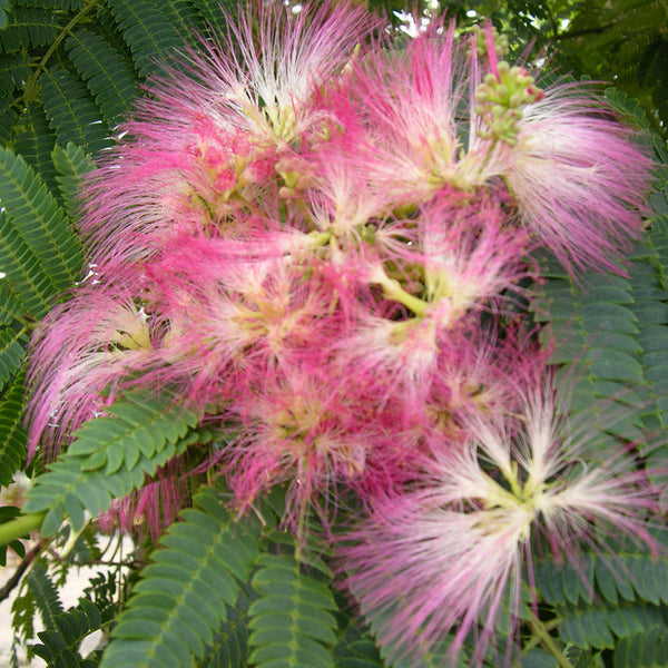 Albizia Red Silk - PB18