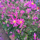 Anemone Prince Henry - 2L