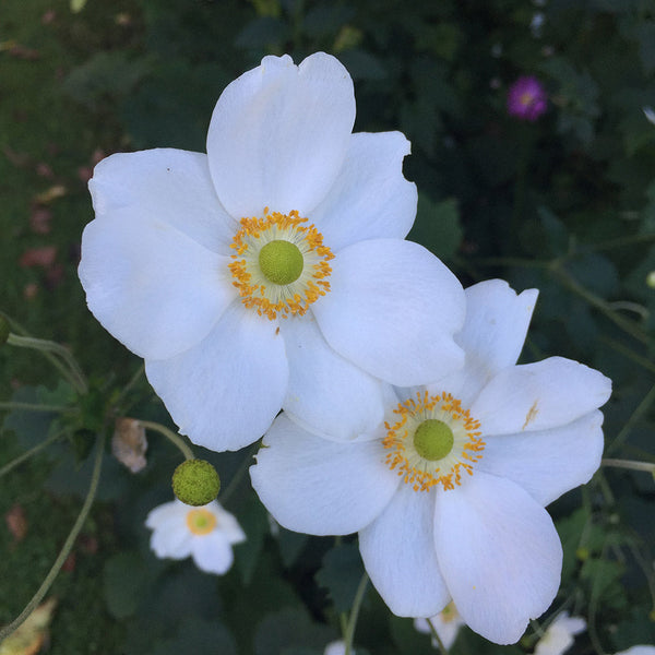 Anemone Snow Queen - 2L