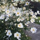 Anemone Snow Queen - 2L