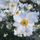 Anemone Snow Queen - 2L