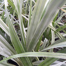 Astelia Chathamica Silver Spear - 2.5L