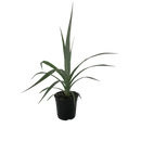 Astelia Chathamica Silver Spear - 2.5L