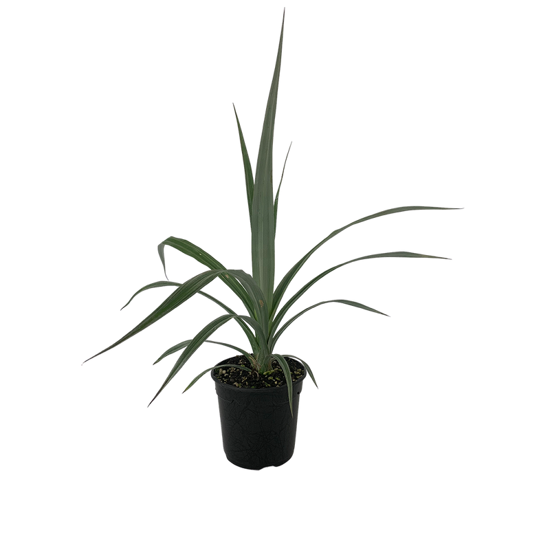 Astelia Chathamica Silver Spear - 2.5L