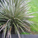 Astelia Westland - 2.5L