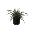 Astelia Westland - 2.5L