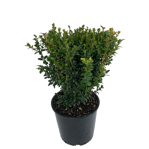 Buxus - 6L
