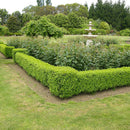Buxus - 6L