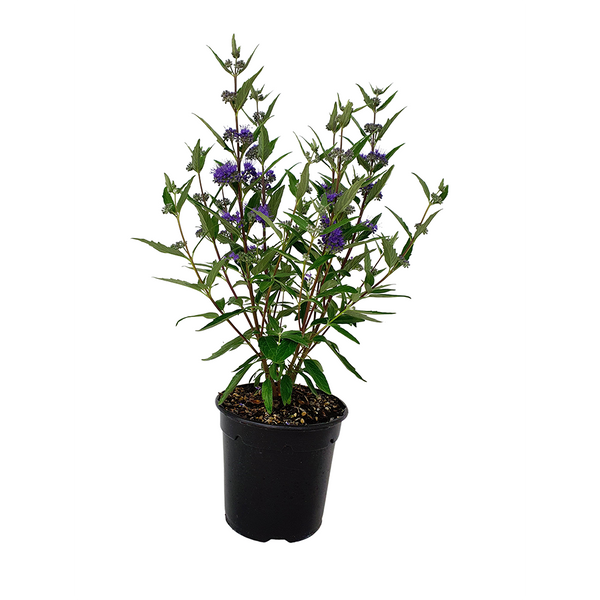 Caryopteris Cland Dark Knight - 2.5L