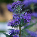 Caryopteris Cland Dark Knight - 2.5L