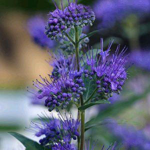 Caryopteris Cland Dark Knight - 2.5L