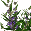 Caryopteris Cland Dark Knight - 2.5L