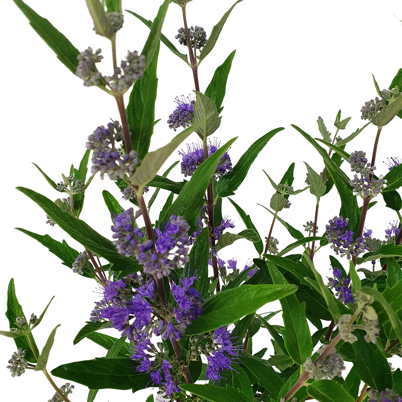 Caryopteris Cland Dark Knight - 2.5L