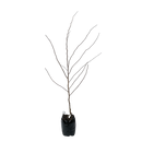 Cercis Forest Pansy - PB28