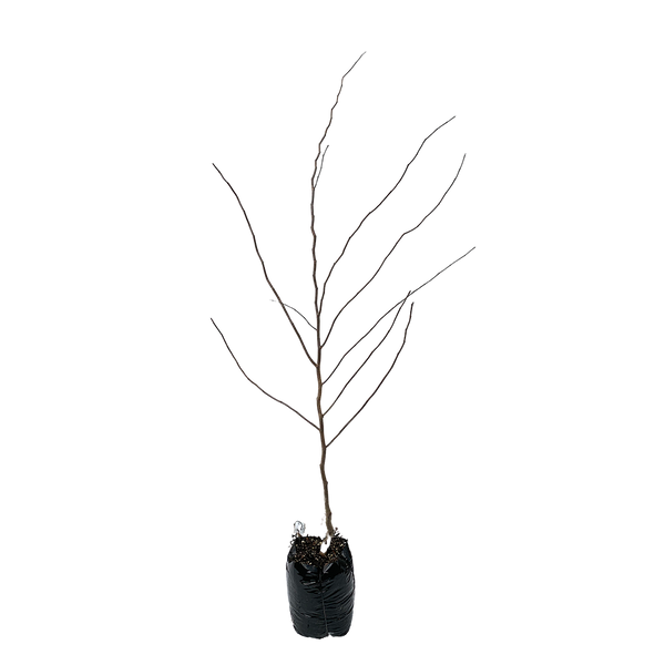 Cercis Forest Pansy - PB28