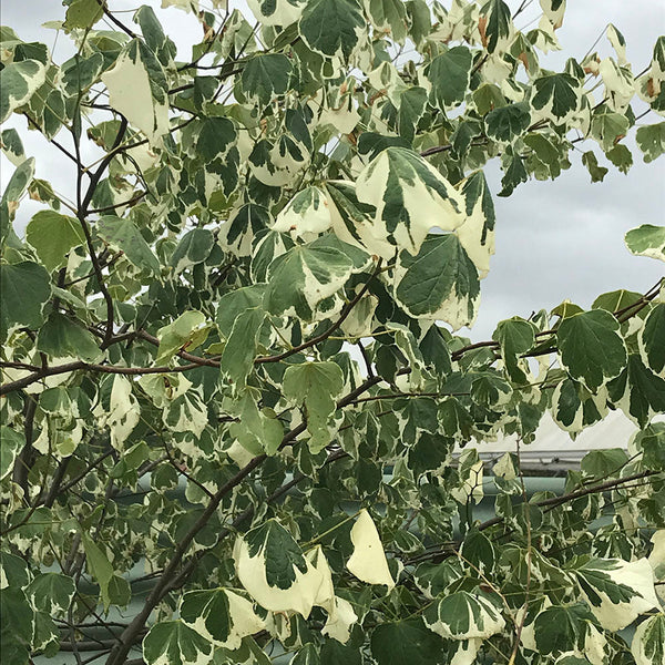 Cercis Silver Lining - PB18