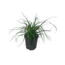 Chionochloa Flavicans - 1.3L