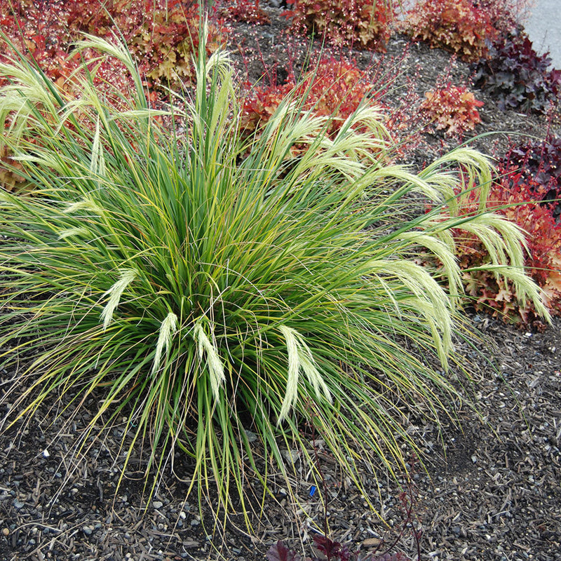 Chionochloa Flavicans - 1.3L