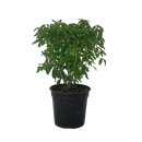 Choisya Ternata - 2.5L