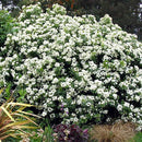 Choisya Ternata - 2.5L