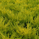 Coleonema Sunset Gold - 2.5L