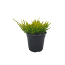 Coleonema Sunset Gold - 2.5L