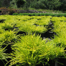 Coleonema Sunset Gold - 2.5L