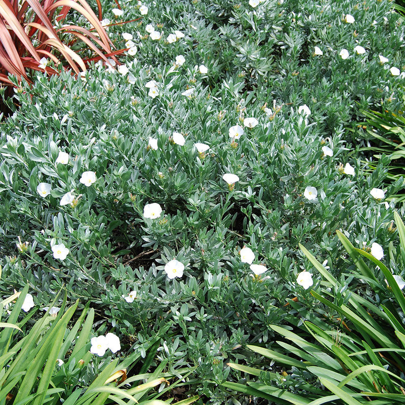 Convolvulus Cneorum - 2.5L