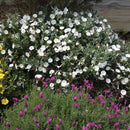 Convolvulus Cneorum - 2.5L