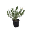 Convolvulus Cneorum - 2.5L