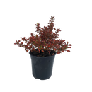 Coprosma Evening Glow - 2.5L